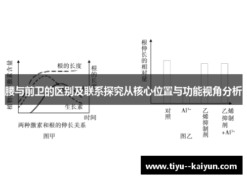 腰与前卫的区别及联系探究从核心位置与功能视角分析